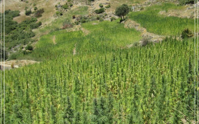 Um milhão de pessoas vivem do cultivo de maconha no Marrocos