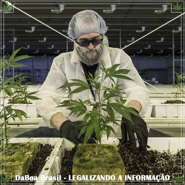 Uruguai promete 4.000 empregos graças à maconha