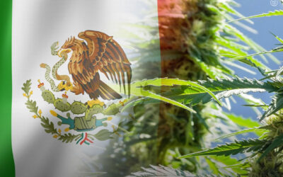 Presidente mexicano afirma que o país finalmente legalizará a maconha para uso adulto em 2020