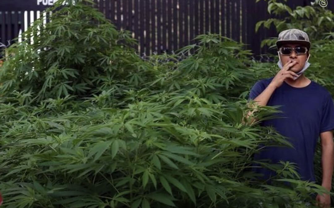 Ativistas plantam maconha nos portões do Senado Mexicano