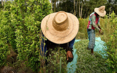 Colômbia inicia debate pela regulamentação da folha de coca e da cocaína