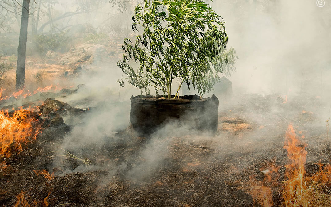 EUA: Congresso propõe doar ajuda para a indústria da maconha devido aos incêndios florestais no país