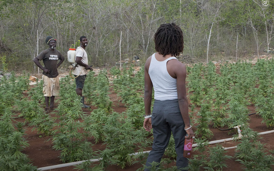 Jamaica abre as portas para pequenos agricultores de maconha