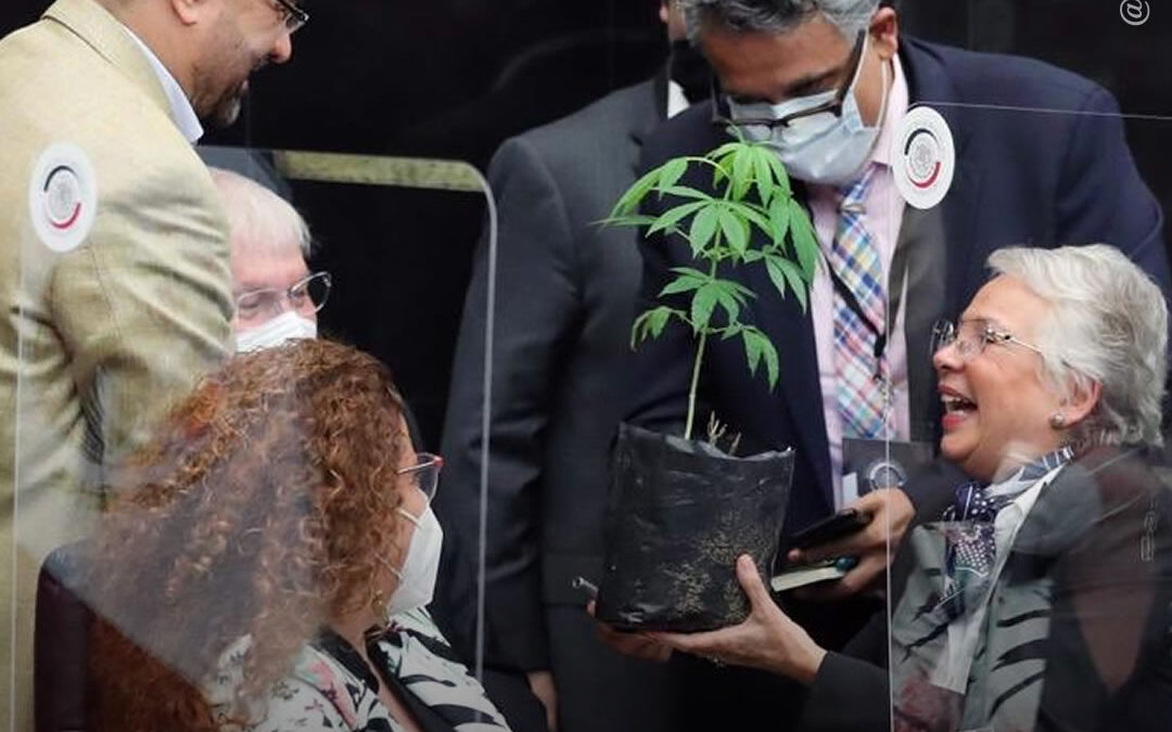 México: Secretária do Ministério do Interior recebe planta de maconha de presente