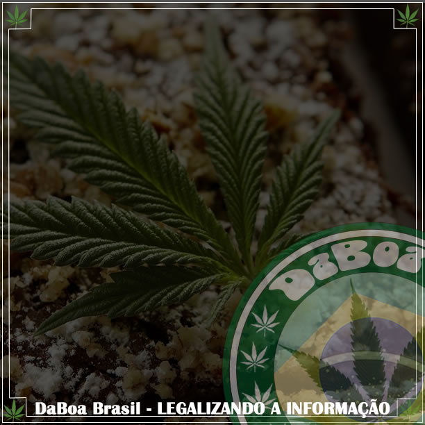 Não é à toa que os alimentos ficam mais saborosos depois de fumar maconha