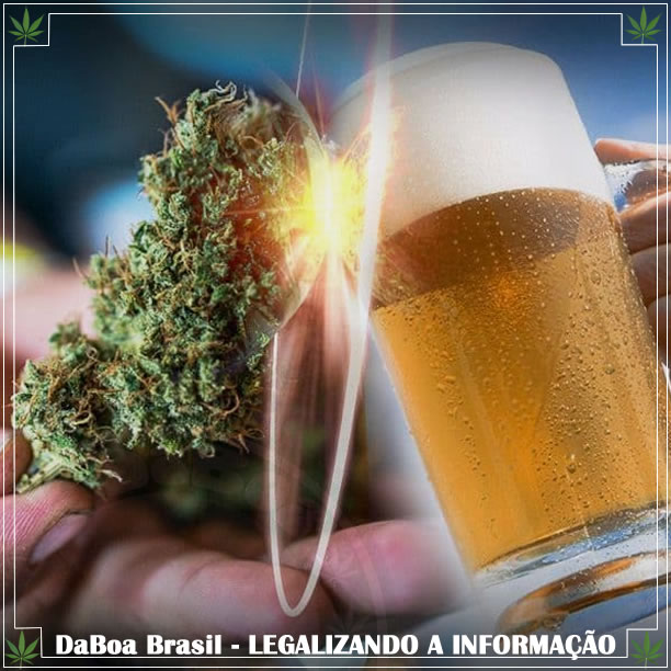 A cultura da maconha pode ser uma má notícia para cervejarias