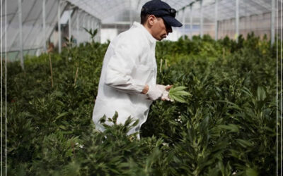 A “febre da maconha” chega aos agricultores israelenses