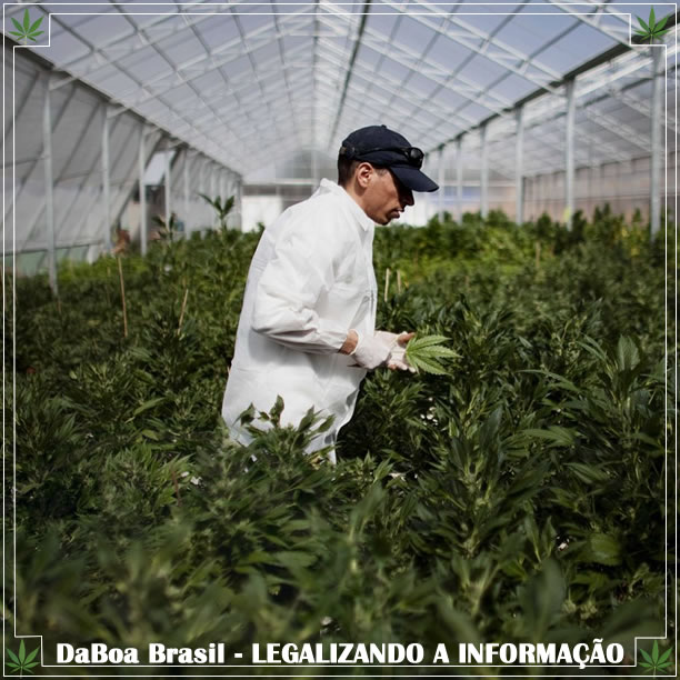 A “febre da maconha” chega aos agricultores israelenses