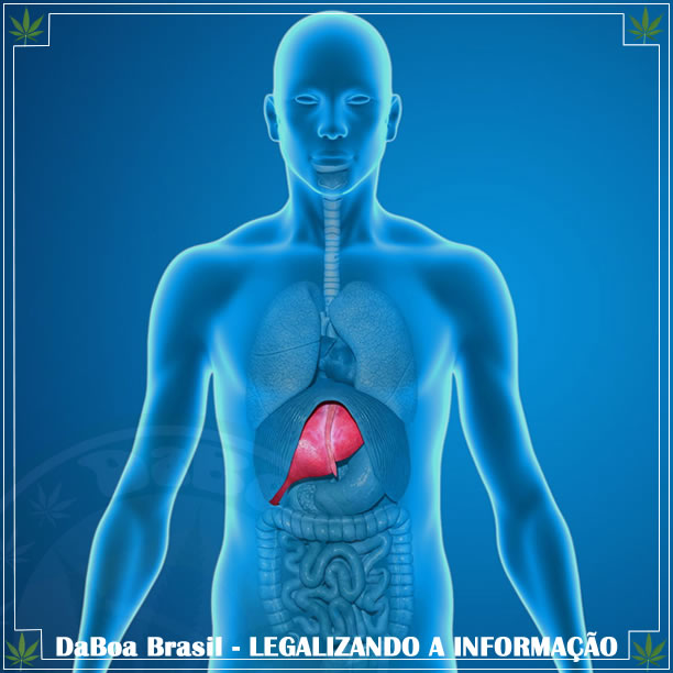 A maconha pode ajudar com doenças hepáticas relacionadas ao álcool?