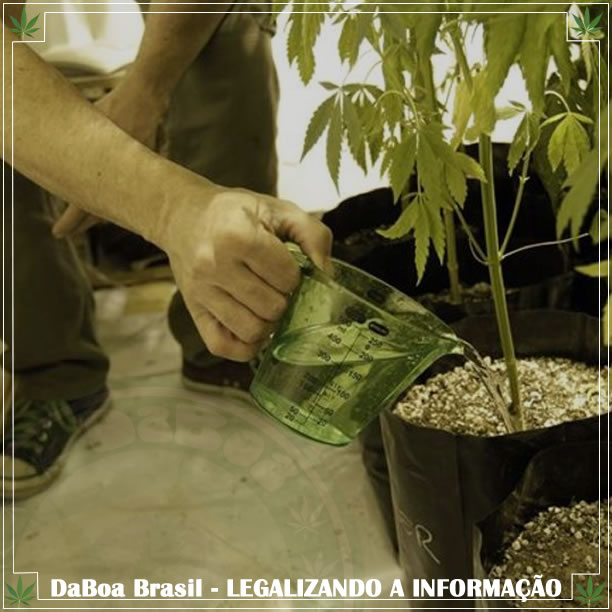 Dicas de cultivo: Como regar corretamente as plantas de maconha