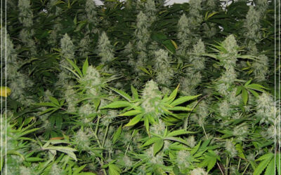 Dicas de cultivo: SCROG (Screen of Green)