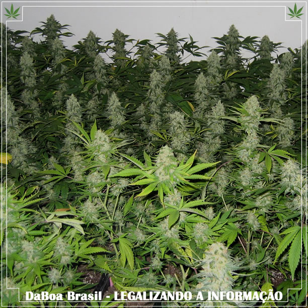 Dicas de cultivo: SCROG (Screen of Green)