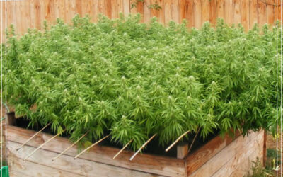 Dicas de cultivo: SCROG em cultivo outdoor