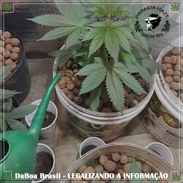 Dicas do Primata #19 – Quando se deve regar a cannabis?