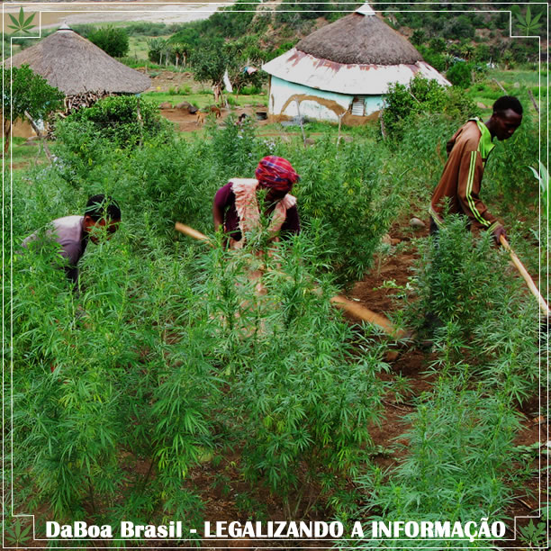 Está começando a carreira da maconha na África