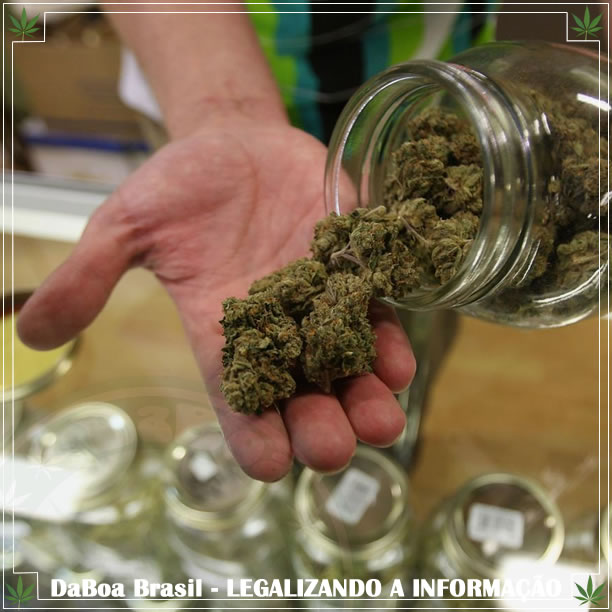 Estado de Nevada nos EUA bate recorde de vendas de maconha