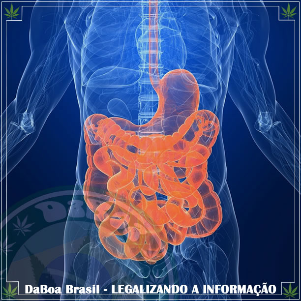 Estudo mostra como a maconha ajuda com a doença inflamatória intestinal