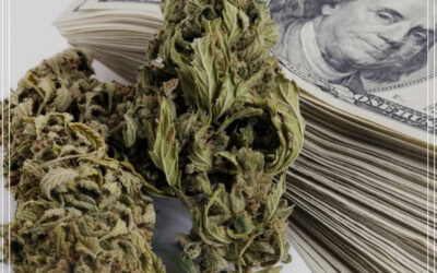 Indústria da maconha preparada para um enorme crescimento em todo o mundo