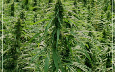 Israel quer exportar 1 bilhão de dólares em maconha anualmente