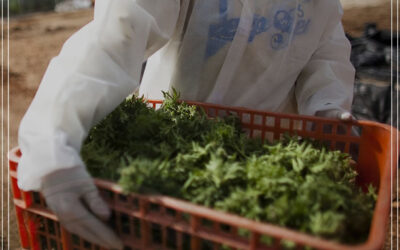 Israel reconhece a maconha como um setor agrícola