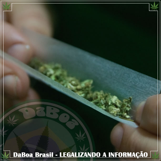 Legalização da maconha reduz o consumo entre os jovens