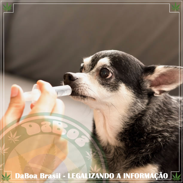 O CBD aumenta o conforto em cães com osteoartrite