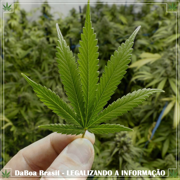 O que aconteceu no Uruguai após a legalização da maconha?