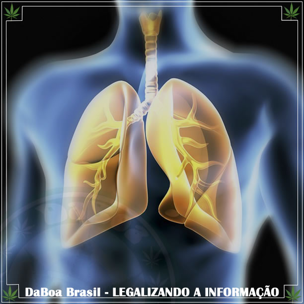 O uso da maconha não diminui a função pulmonar e reduz o risco de enfisema