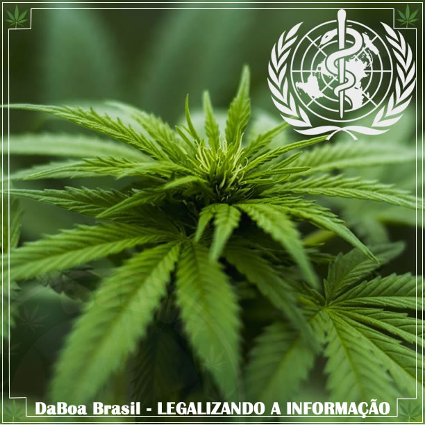 OMS finaliza as recomendações sobre o CBD