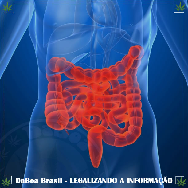 Os canabinoides podem ajudar a tratar a inflamação intestinal