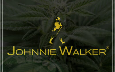 Produtora de Johnnie Walker interessada em bebidas com maconha