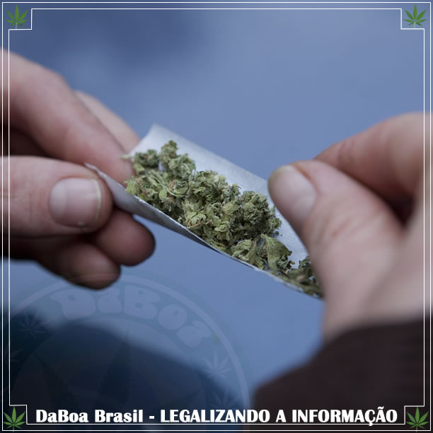 Usuários recreativos de maconha usam menos analgésicos, álcool e remédios para dormir