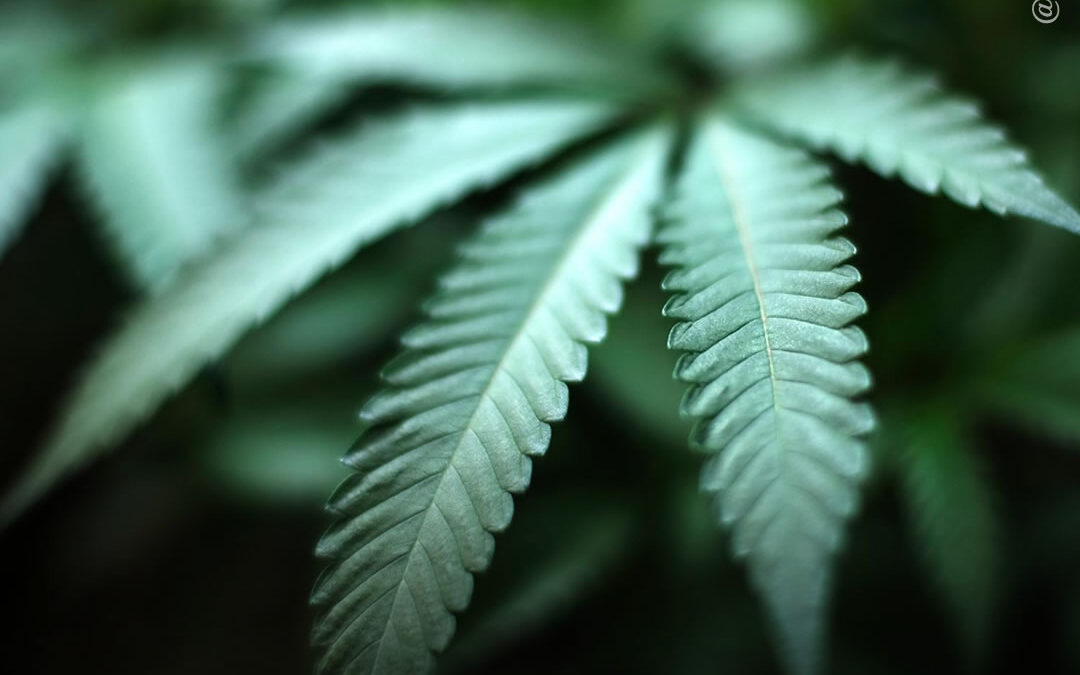 Pesquisas seguem confirmando que a maconha combate o câncer