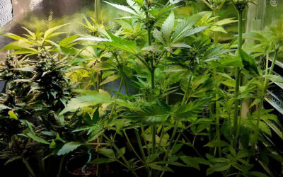 Dicas de cultivo: microcultivo – como obter erva de qualidade em pequenos espaços