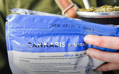 Uruguai liquida em horas todo seu estoque de maconha legal