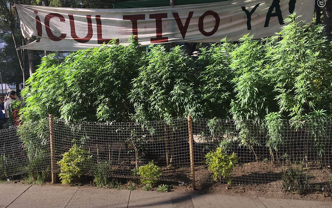 Cultivo de maconha completa 1 ano em frente ao Congresso do México