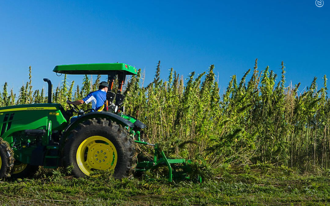 Departamento de Agricultura dos EUA publica regulamento sobre o cânhamo