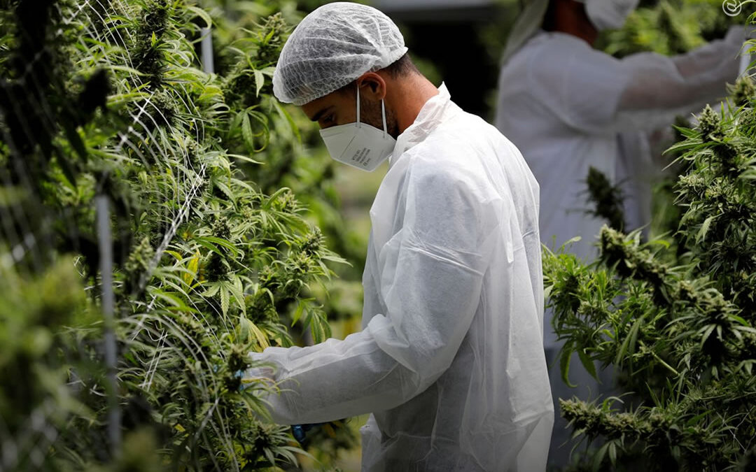 EUA: a indústria da maconha já criou 321.000 empregos em tempo integral