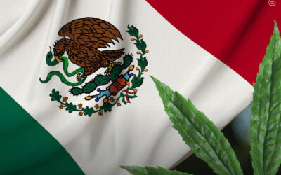 Lei mexicana sobre a maconha pode criminalizar indígenas e camponeses