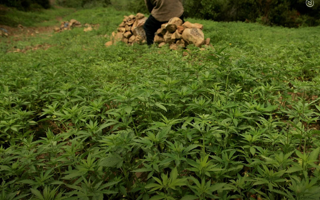 Marrocos: projeto de regulamentação da maconha causa desconfiança entre camponeses e disputas políticas