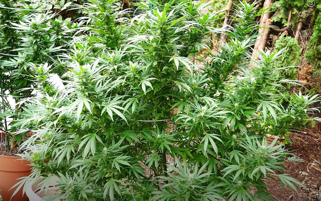 Dicas de cultivo: 5 truques para proteger suas plantas de maconha