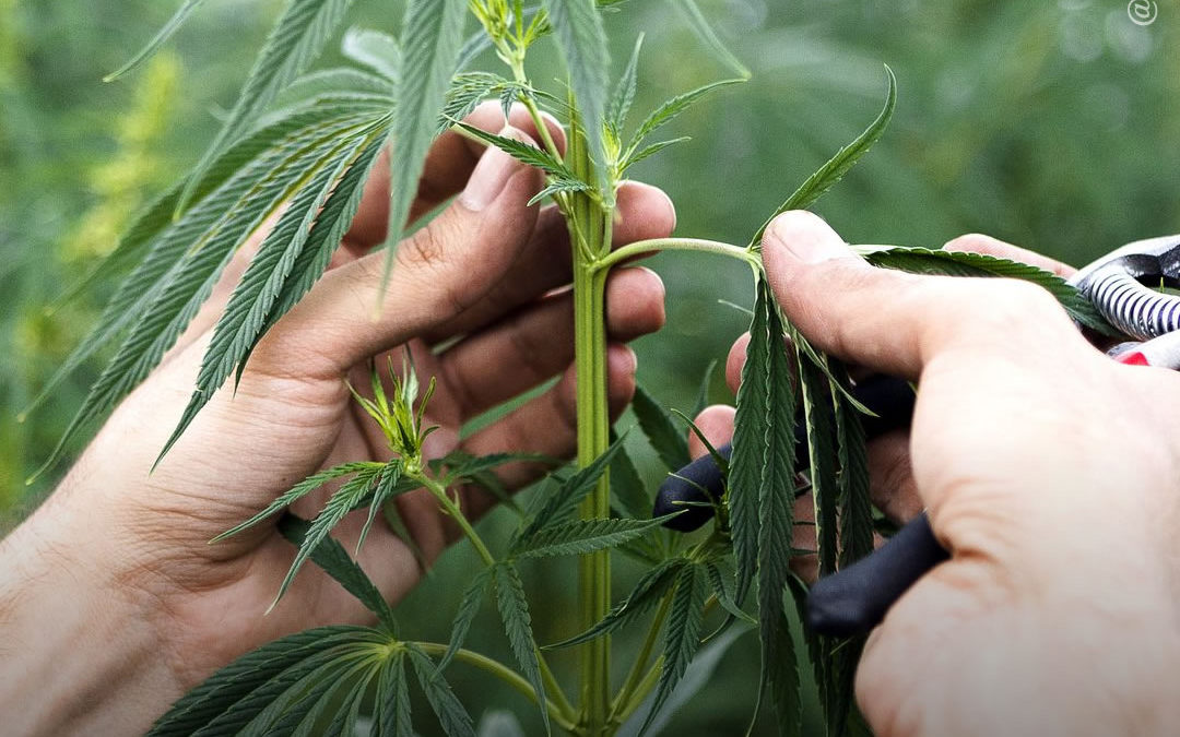 Dicas de cultivo: como selecionar a melhor planta-mãe