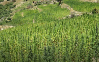 Legalização da maconha no Marrocos dará anistia aos cultivadores