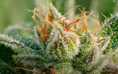 Dicas de cultivo: guia para potencializar a produção de tricomas