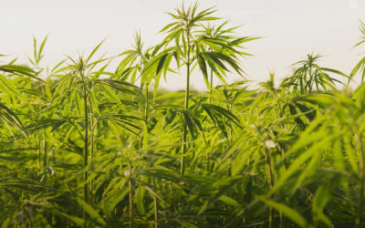 Marrocos aprova a regulamentação da cannabis para fins medicinais e industriais