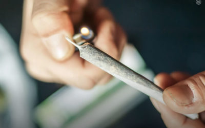 A maconha não é uma porta de entrada para drogas mais pesadas, diz novo estudo