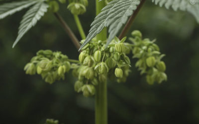 Dicas de cultivo: como fazer uma polinização controlada no cultivo outdoor