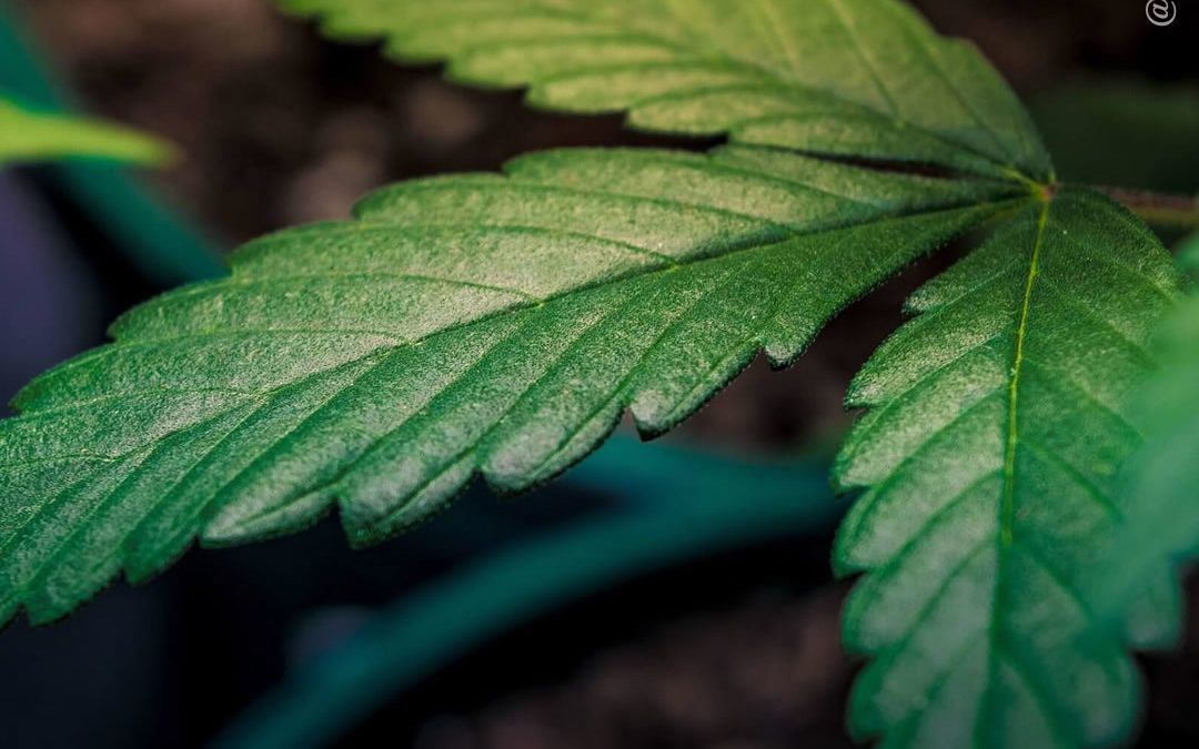 África do Sul debate os limites da futura lei sobre o uso adulto e o autocultivo da maconha