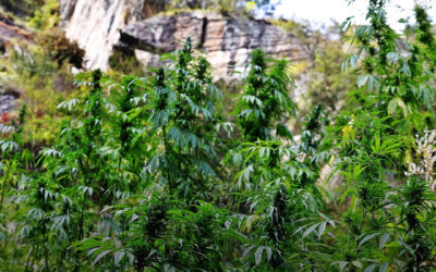 Dicas de cultivo: tudo o que você precisa saber sobre o cultivo em técnica de guerrilha