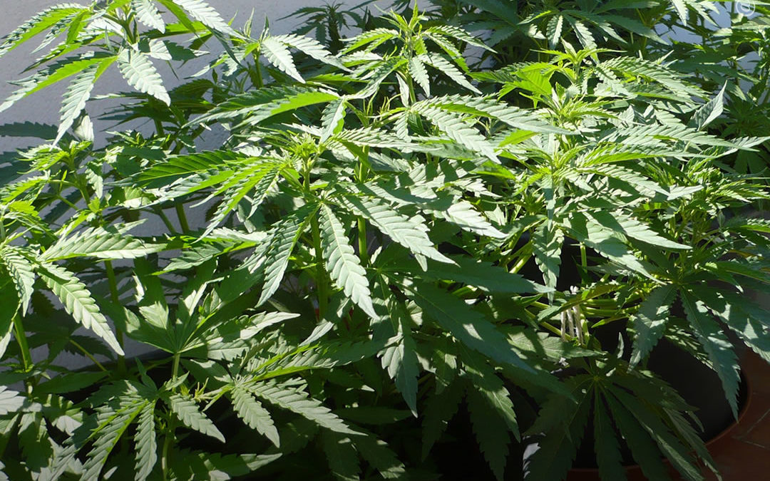 Dicas de cultivo: como cultivar maconha em uma varanda ou terraço